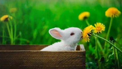 kaiyun-王楚钦夺得WTT新加坡大满贯男单冠军